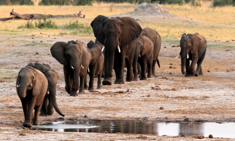 Wildlife populations plunge 73pc since 1970: WWF