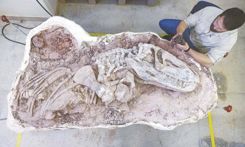 Fossil of new reptile species found in Brazil