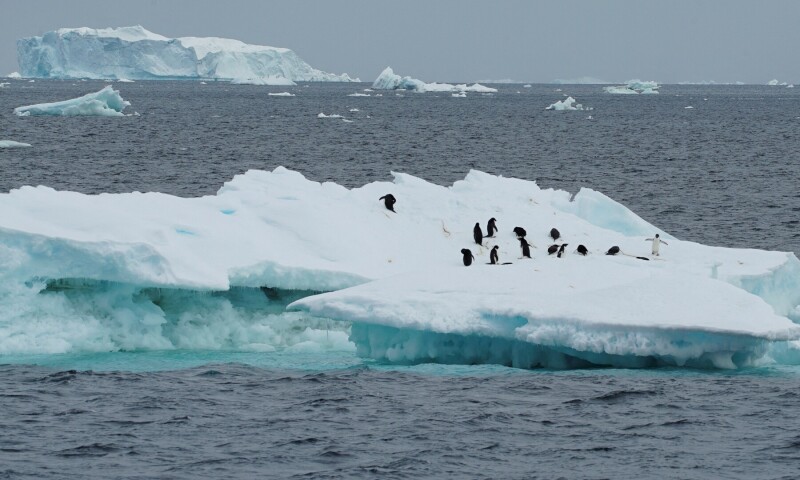 COP16 — From forests to oceans, nature in a dire state