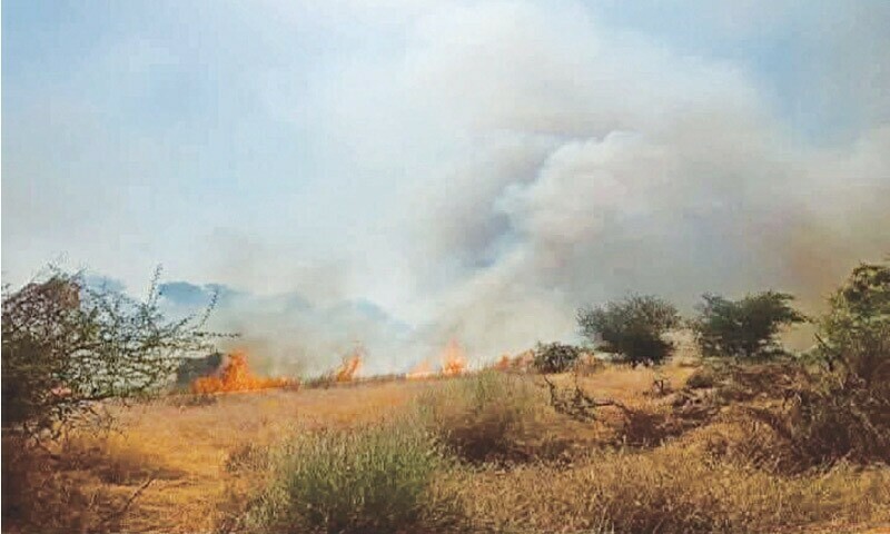 Wildfire in Thar killed 180 animals, villagers say