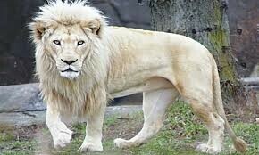 Pet lion killed by housing colony guard in London