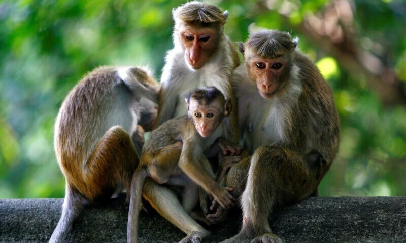 Third monkey dies of electrocution in Margalla National Park