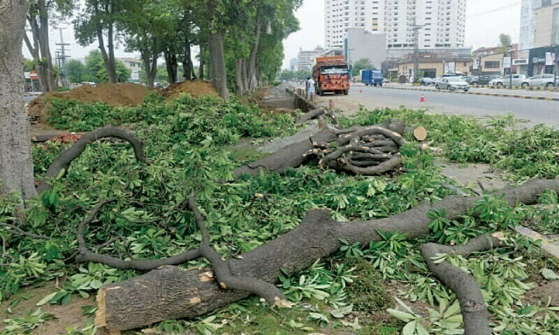 Torghar residents demand permission for chopping down trees for own use