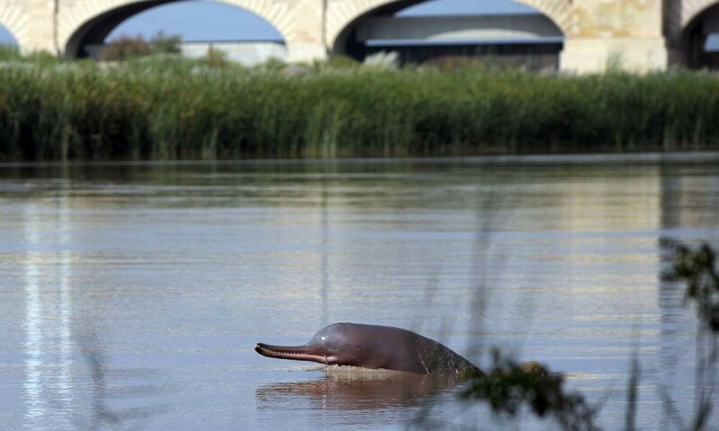 KP wildlife dept moves for conservation of Indus blind dolphin