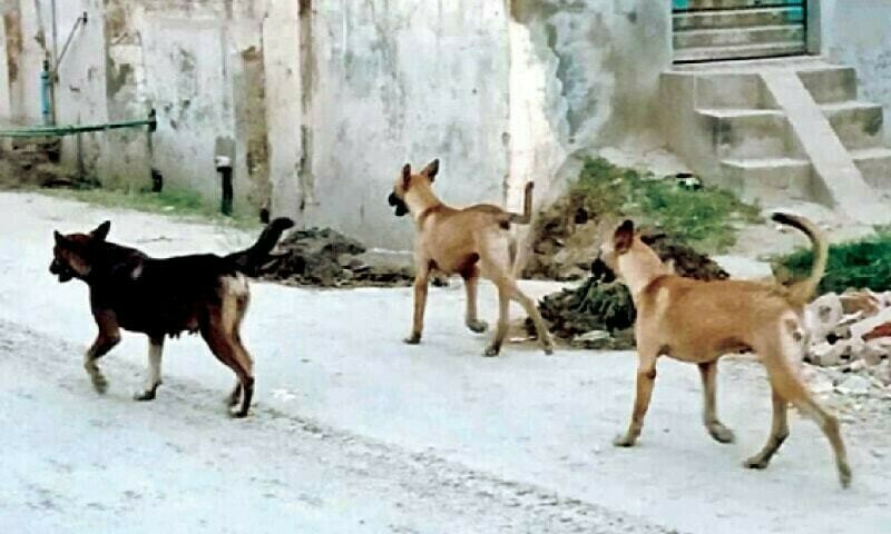 Metropolitan Corporation Islamabad’s stray dogs centre struggles to make ends meet