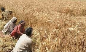 Strategy being developed to deregulate wheat market