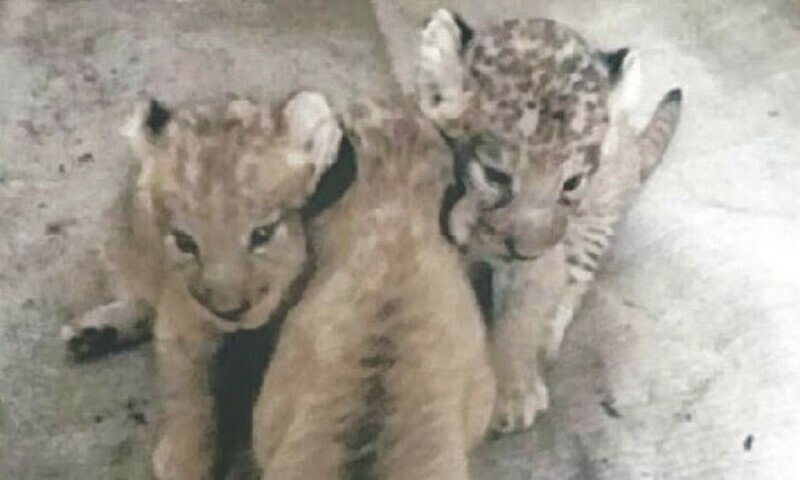 TikToker Rajab Butt gets community service for possession of lion cub